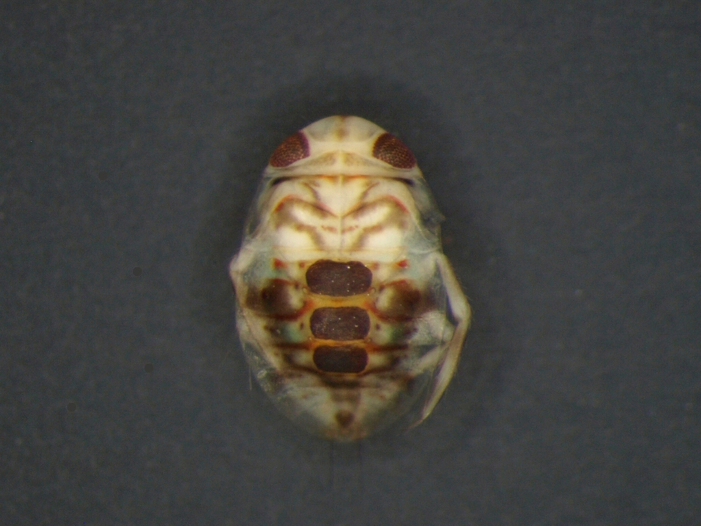 Micronecta sp.